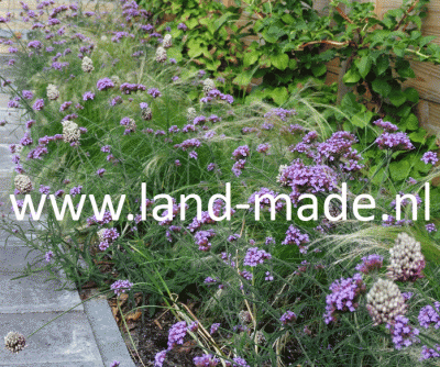 tuinontwerp Landmade Audrey Coert vasteplantengrassen stipa